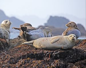 Превью обои морские котики, суша, возвышенность