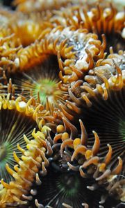 Превью обои морской анемон, экзотический, крупным планом