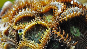 Превью обои морской анемон, экзотический, крупным планом