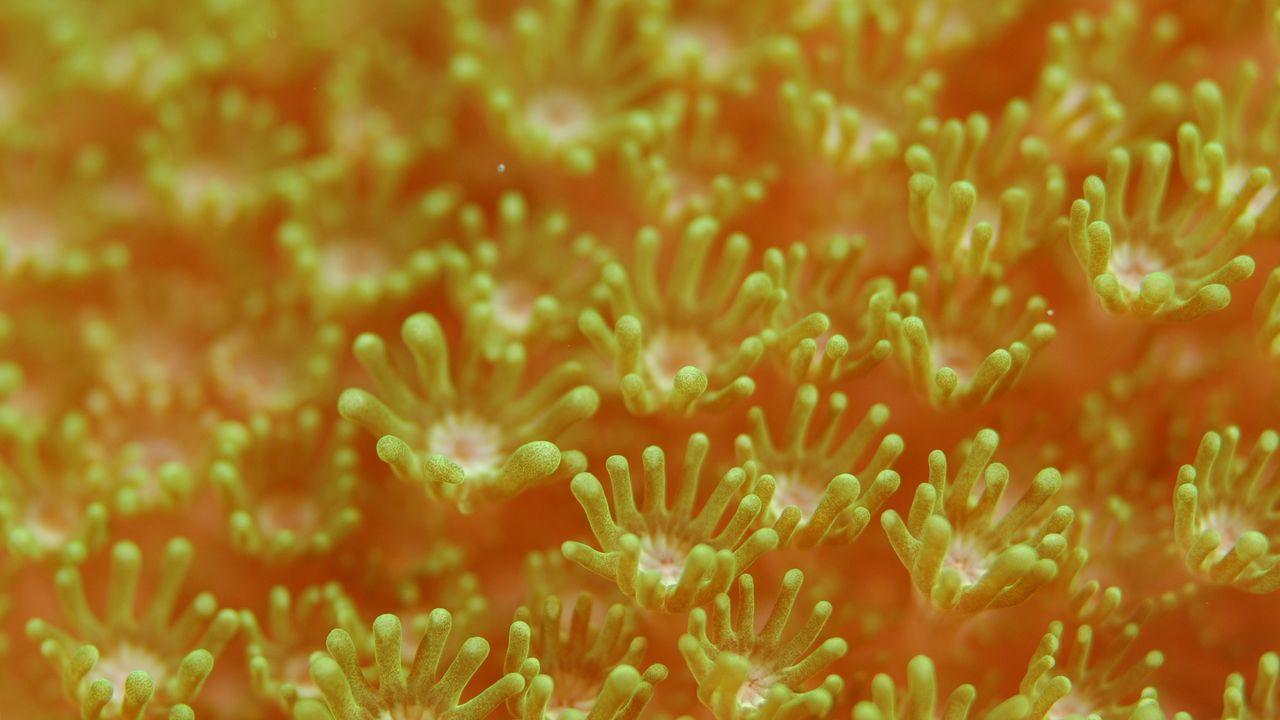 Обои морской анемон, водоросли, подводный мир