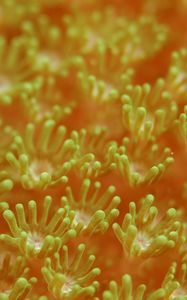 Превью обои морской анемон, водоросли, подводный мир