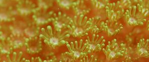 Превью обои морской анемон, водоросли, подводный мир
