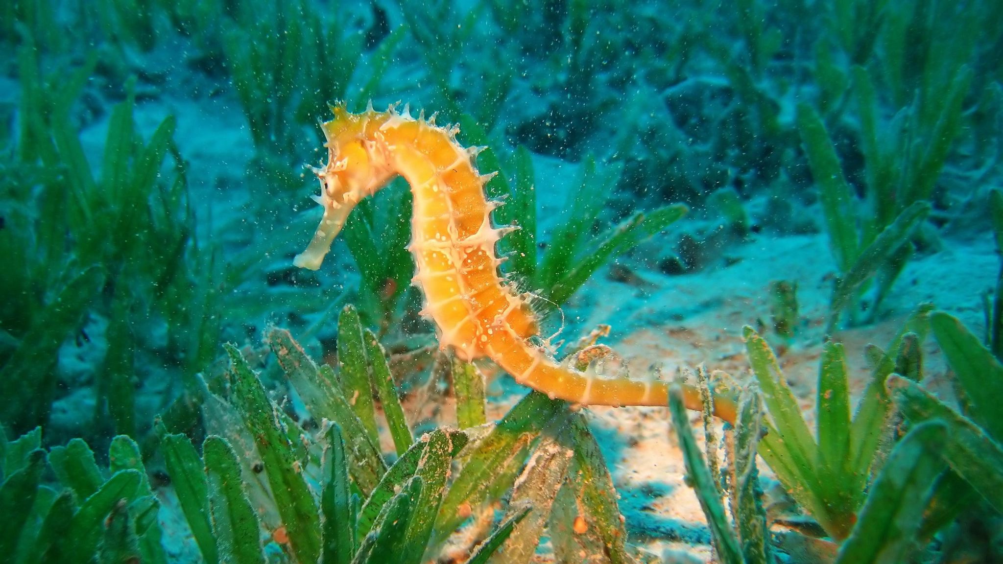 Морской конек в водорослях