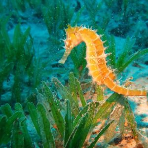 Превью обои морской конек, подводный мир, плавать