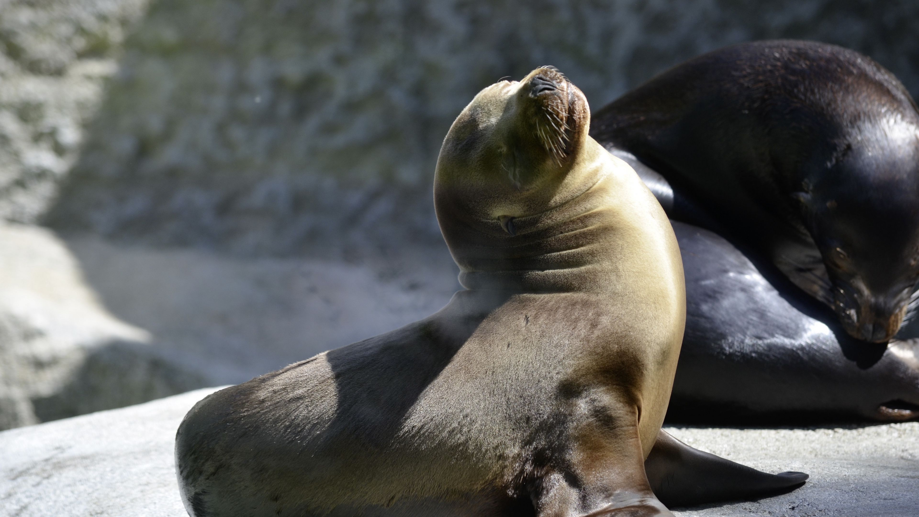 Fur seal. Морской котик. Тюлень. Нерпа.