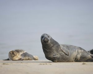 Превью обои морской котик, млекопитающее, песок