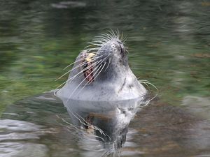 Превью обои морской котик, морда, вода