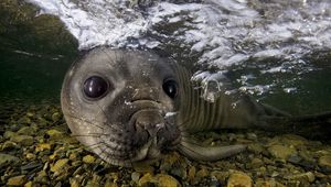 Превью обои морской котик, под водой, плавать, морда, камни