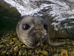 Превью обои морской котик, под водой, плавать, морда, камни