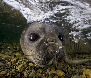 Превью обои морской котик, под водой, плавать, морда, камни