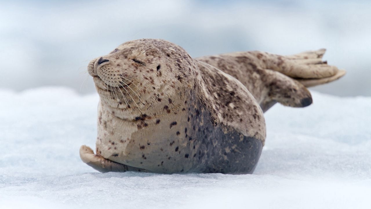 Обои морж, тюлень, снег, лежать