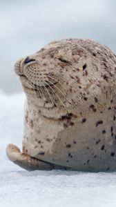 Превью обои морж, тюлень, снег, лежать
