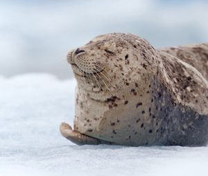 Превью обои морж, тюлень, снег, лежать