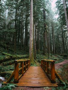 Превью обои мост, деревья, лес, тропинка, деревянный
