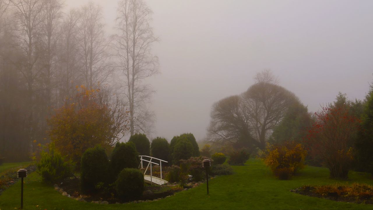 Обои мост, деревья, туман, осень