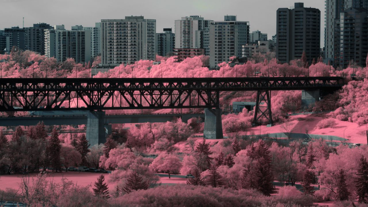 Обои мост, дома, здания, деревья, город, розовый