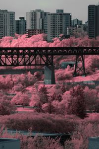 Превью обои мост, дома, здания, деревья, город, розовый
