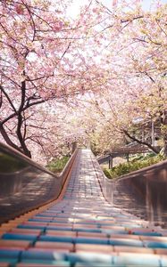 Превью обои мост, дорожка, сакура, цветы, весна, япония