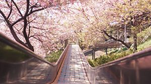 Превью обои мост, дорожка, сакура, цветы, весна, япония