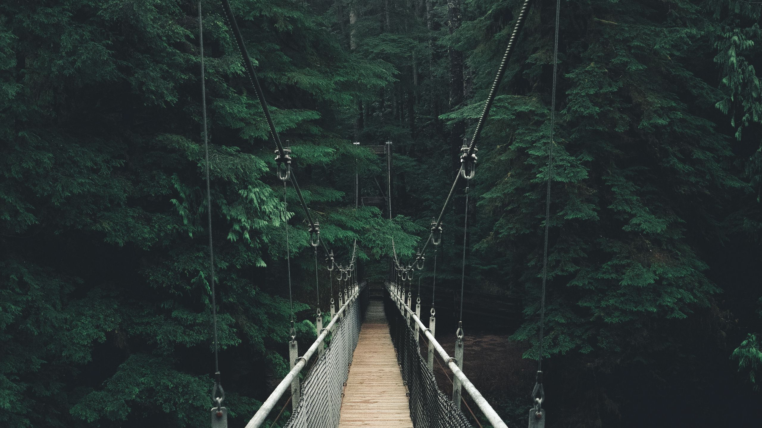 Мост рядом с лесом