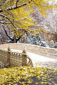 Превью обои мост, парк, осень, листья, снег