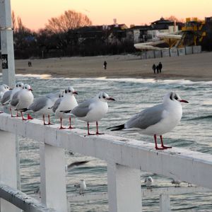 Превью обои мост, поручень, чайки