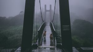 Превью обои мост, туман, собаки, пасмурно