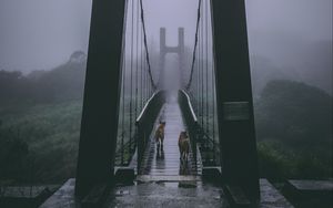Превью обои мост, туман, собаки, пасмурно