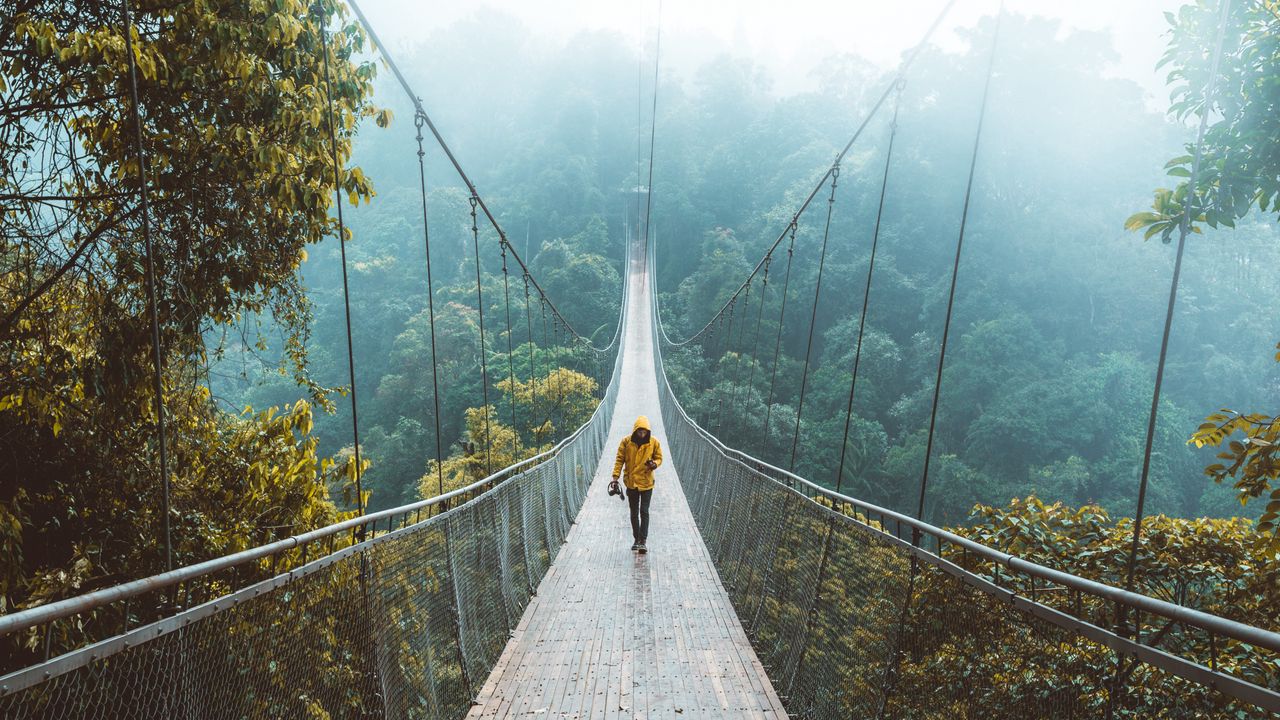 Обои мост, висячий мост, одиночество, прогулка, лес