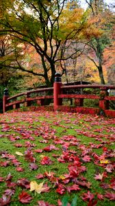 Превью обои мостик, листья, клен, осень