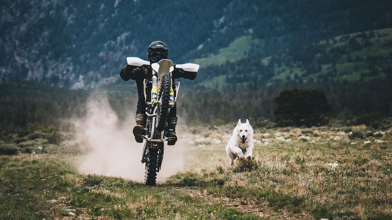 Обои мотоциклист, собака, гонки, трава