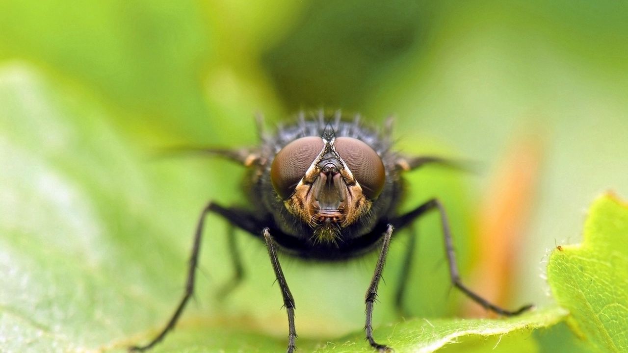 Обои муха, глаза, крылья, трава