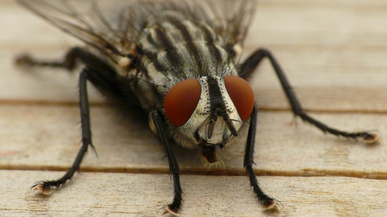 Обои муха, глаза, насекомое, крылья, крупным планом