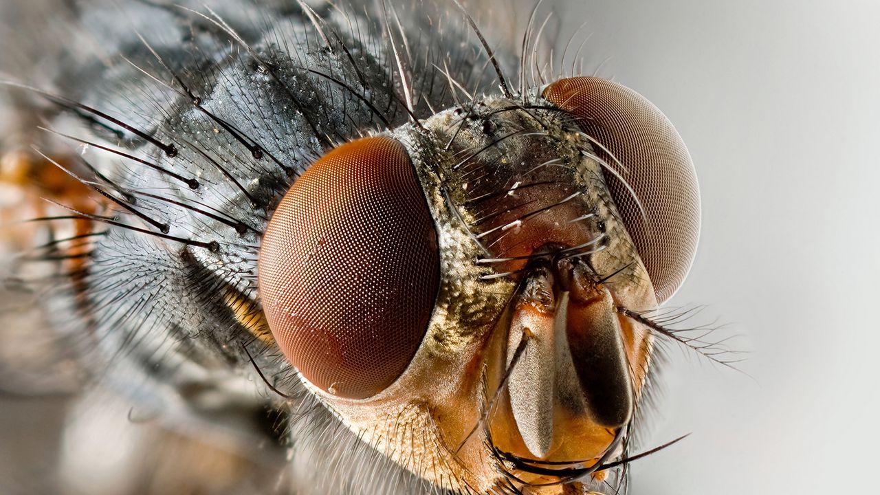 Обои муха, насекомое, глаза, крылья