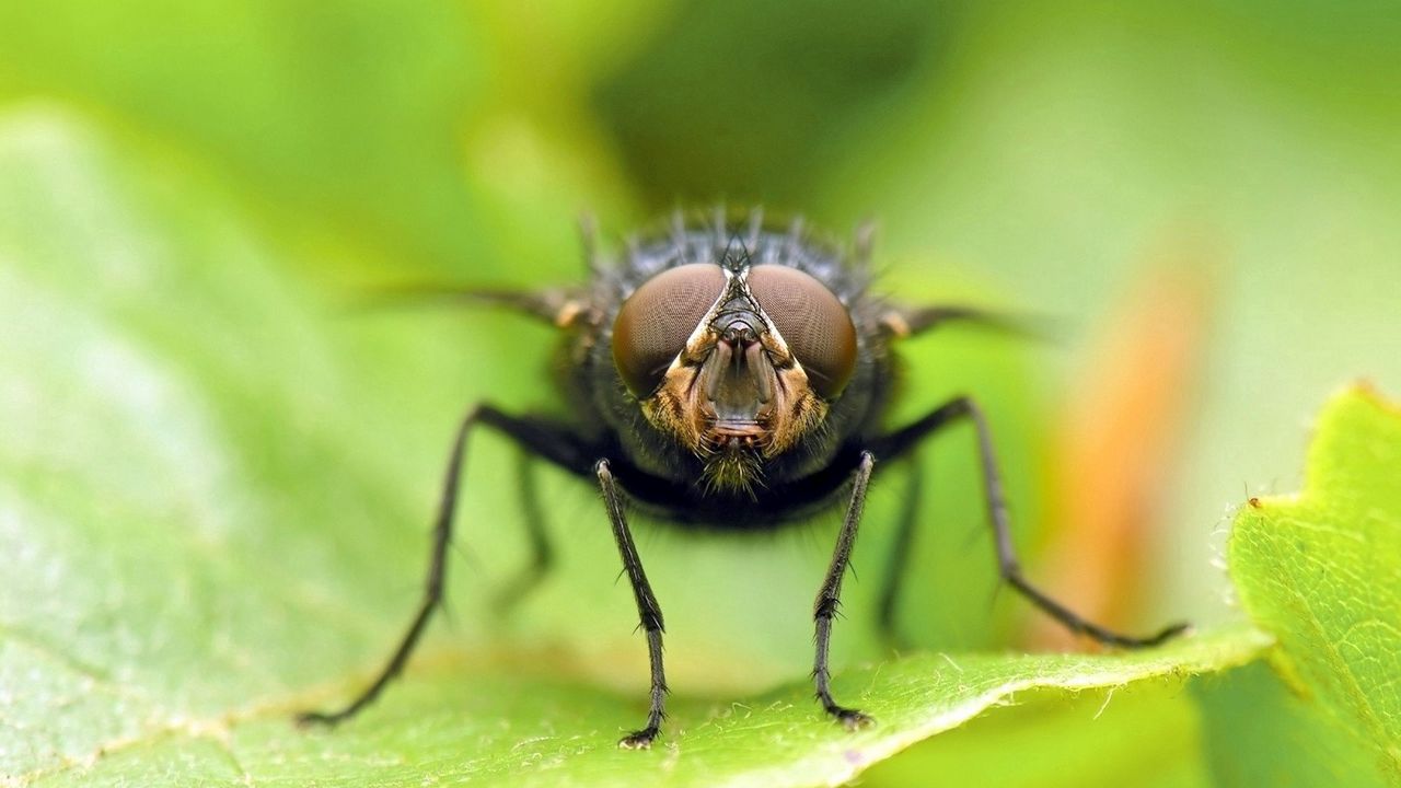 Обои муха, насекомое, листок, сидеть