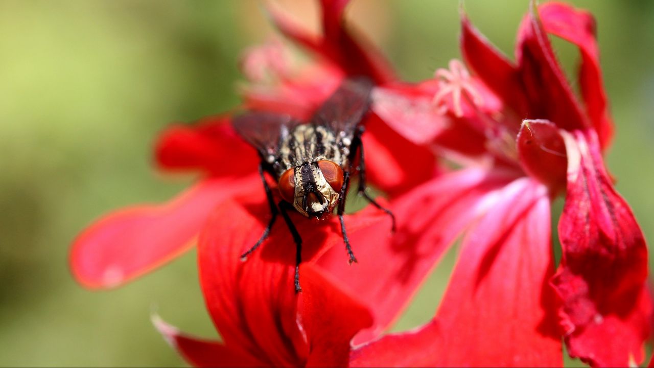 Обои муха, насекомое, цветок, крупным планом