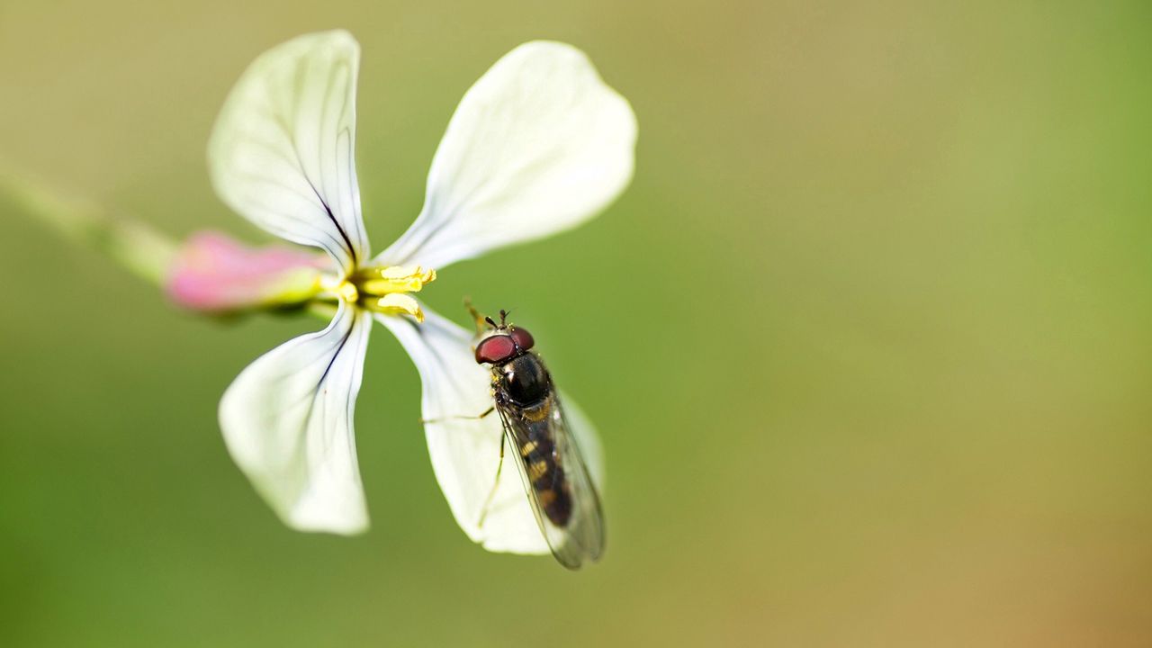 Обои муха, цветок, лепестки, белый, фон