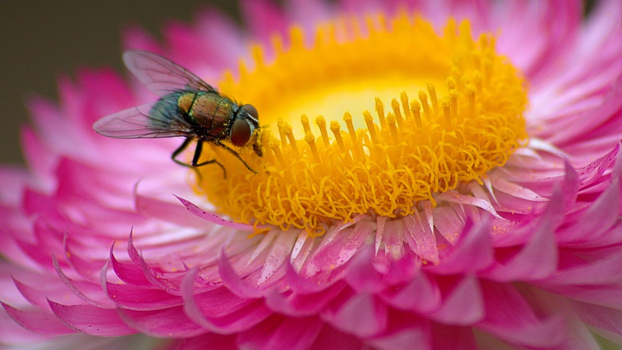 Обои муха, цветок, макро, розовый
