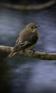 Превью обои мухоловка, птица, дикая природа, ветка