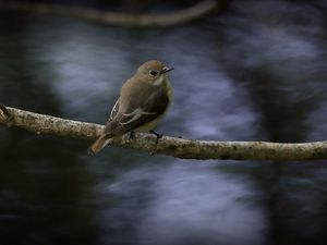 Превью обои мухоловка, птица, дикая природа, ветка