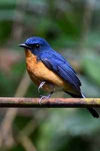 Превью обои мухоловка, птица, крылья, ветка, синий