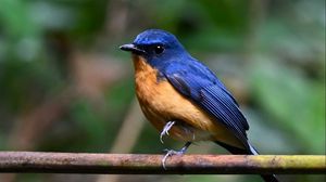 Превью обои мухоловка, птица, крылья, ветка, синий