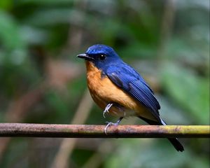Превью обои мухоловка, птица, крылья, ветка, синий