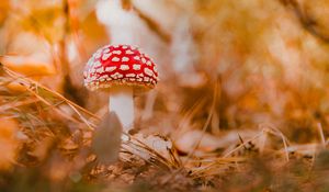 Превью обои мухомор, гриб, красный, макро