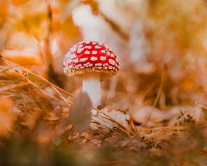 Превью обои мухомор, гриб, красный, макро