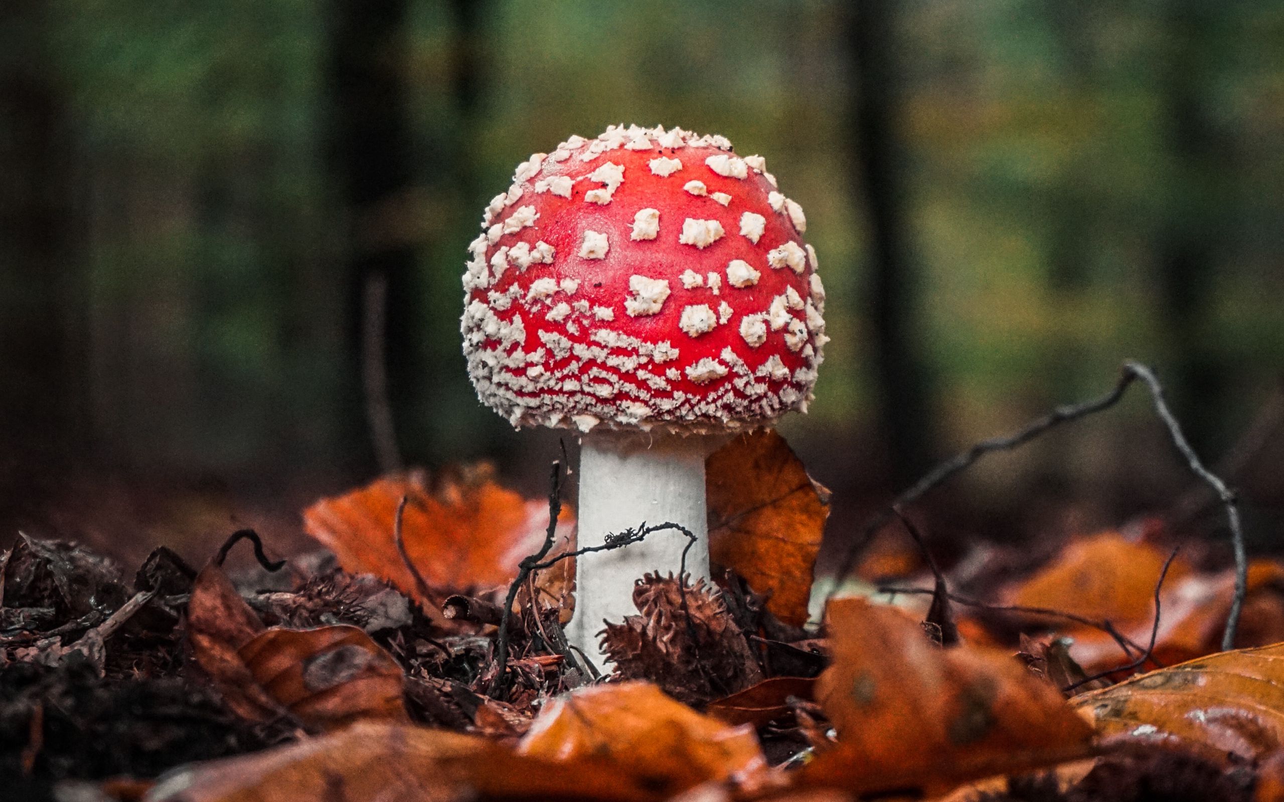 фото мухомора гриба для детей