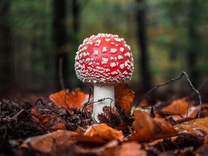 Превью обои мухомор, гриб, листья, макро