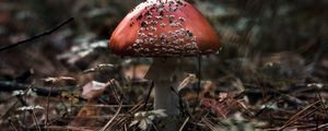 Превью обои мухомор, гриб, макро, осень