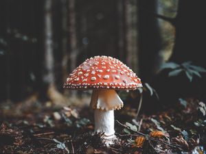 Превью обои мухомор, гриб, поганка, осень, листва
