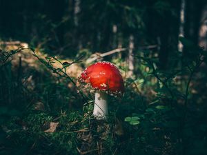 Превью обои мухомор, гриб, трава, лес